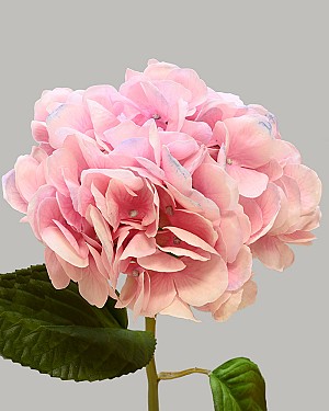 Hydrangea 25" Pink/Lavender