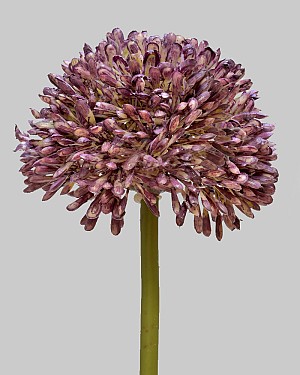 Allium 17.5" Purple