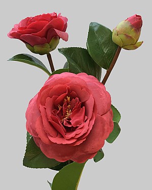 Camellia 29" Dark Red