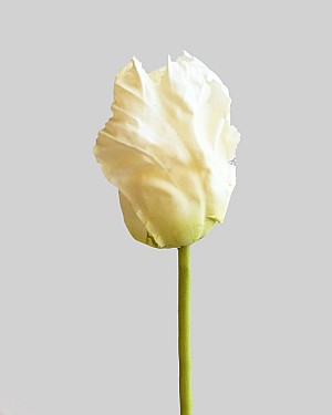 Parrot Tulip Bud 22.5" White