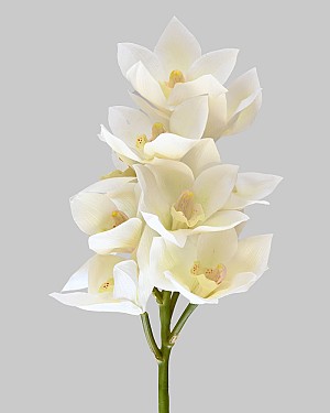 Cymbidium Orchid 23" White