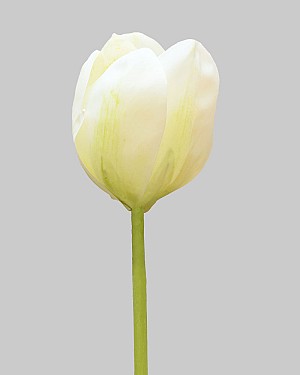 Tulip 23" White