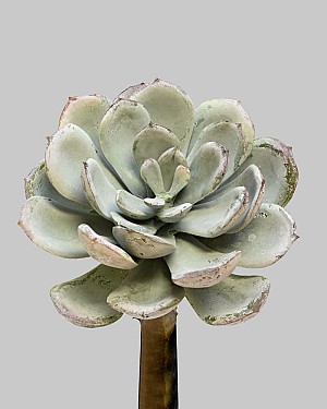 Succulent Speckled Pick 5.5" Grey/Green