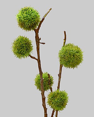 Chinese Chestnut Pick 26" Green/Brown