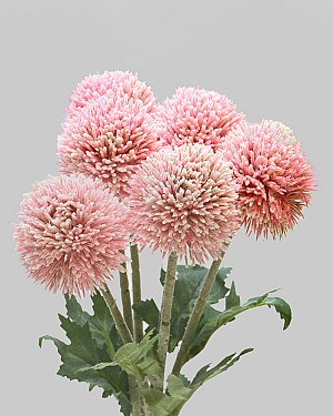 Globe Thistle Bundle 15.25" Pink