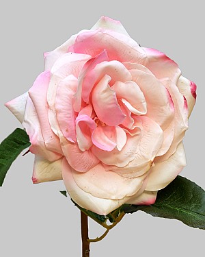 Rose Westminster 20.5" Pink