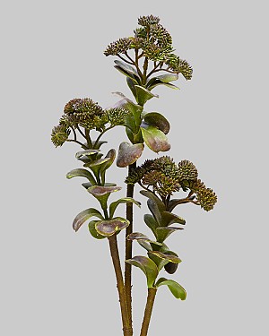 Kalanchoe Spray 26" Brown/Green