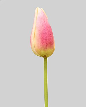 Dutch Tulip Bud 22.5" Pink/Yellow