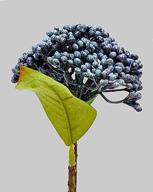 Sedum Pick 11" Blue