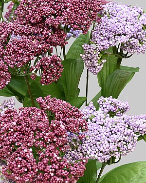 Queen Anne's Lace Bush 18" Purple