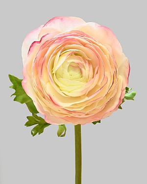 Ranunculus 22" Pink/White