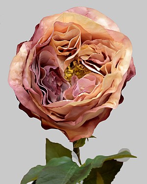Rose Dutchess Bud 21.5" Cream/Lavender