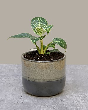 Naturally Rooted