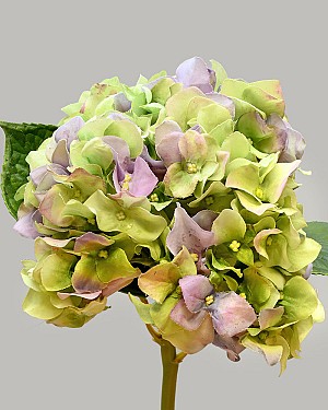 Hydrangea 18" (7" Bloom) Green/Lavender