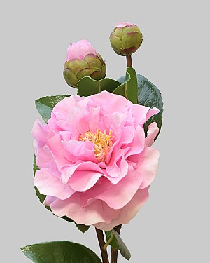 Camellia 28.5" Pink