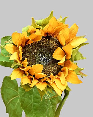 Sunflower 30" Yellow