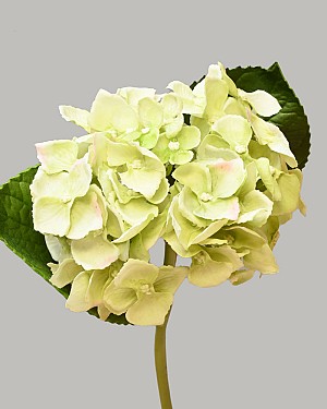 Hydrangea 18" (4" Bloom) Light Green