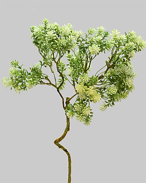Sedum Spray 18" Green