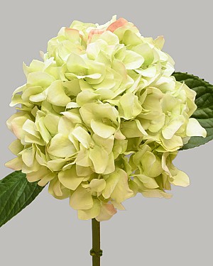 Hydrangea 18" (7" Bloom) Light Green