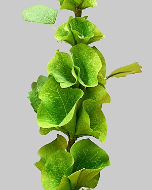 Bells of Ireland 29" Green