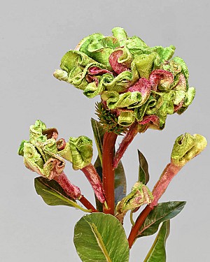 Ball Celosia 22" Green