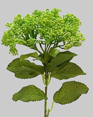Skimmia Spray 12.5" Bright Green