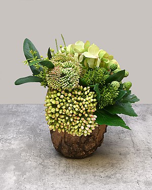 Bark &amp; Blossom - Brown