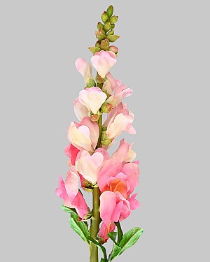 Snapdragon 23" Pink