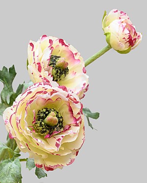 Ranunculus 18.5" White/Burgundy