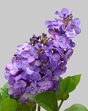 Lilac 27.5" Purple