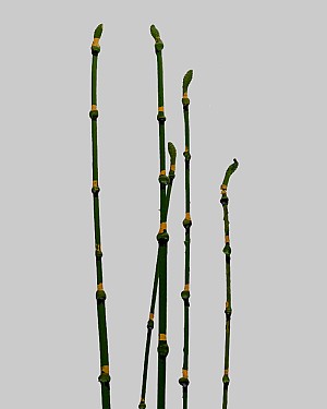 Equisetum Stem 35.5" Green