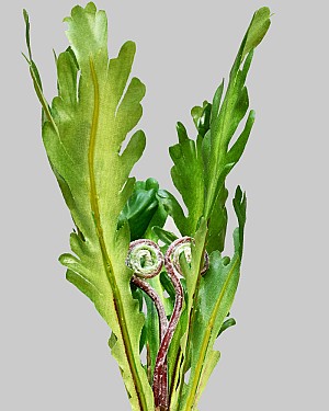 Phoenix Tail Fern Pick 10" Green