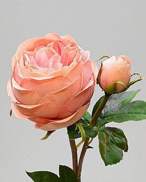 Rose English 19" Dark Salmon