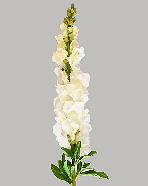 Snapdragon 30" White