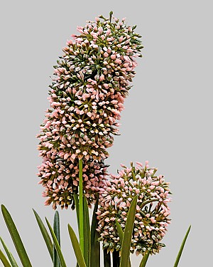 Hyacinth Bush 13" Pink