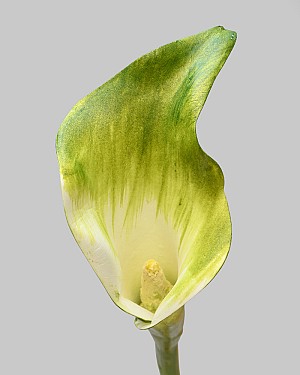 Calla Lily 20.5" Green