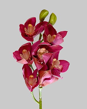 Cymbidium Orchid 27" Fuchsia