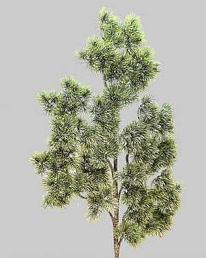 Noble Fir Spray 35" Green/White