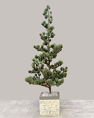 Santa's Christmas Tree