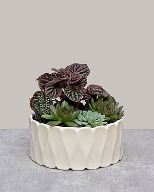 Succulent Harmony Garden