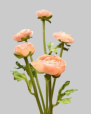 Ranunculus Multi Flower 21.5" Peach