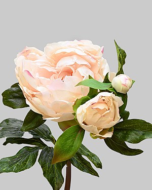 Peony 29" Cream