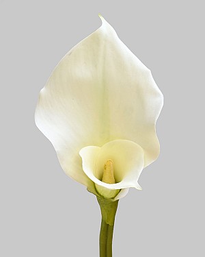 Calla Lily 32" White