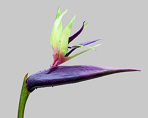 Bird of Paradise 33.5" Purple/Green