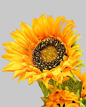 Sunflower 27" Yellow