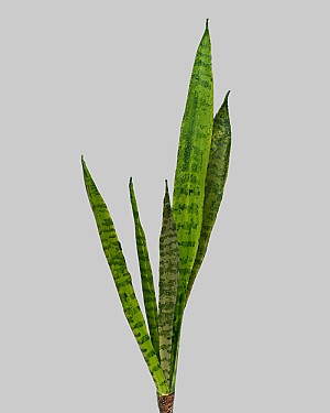 Sansaveria Plant 23" Green