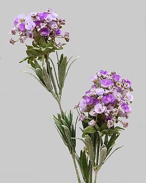 Mountain Laurel 30" Lavender