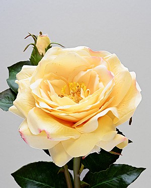 English Rose 19" Light Yellow