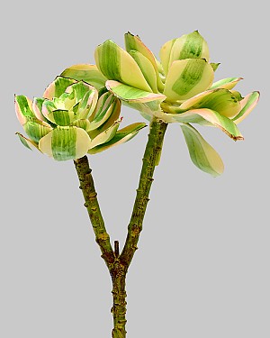 Succulent 10" Variegated 