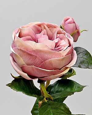 Rose English 19" Lavender